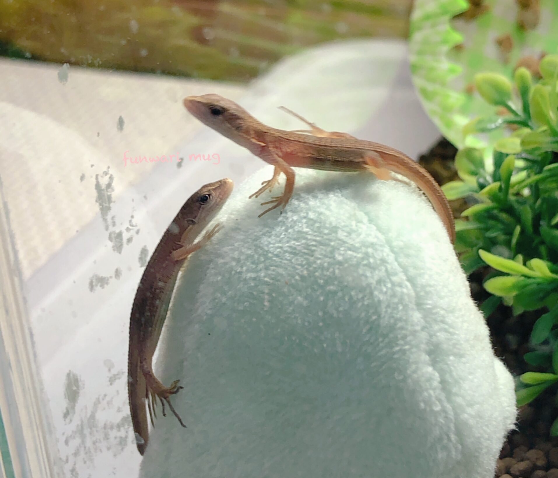 カナヘビの赤ちゃんのかわいい写真】虫以外の餌、uvライト設置！ | アラフォーふんわりマグママのブログ