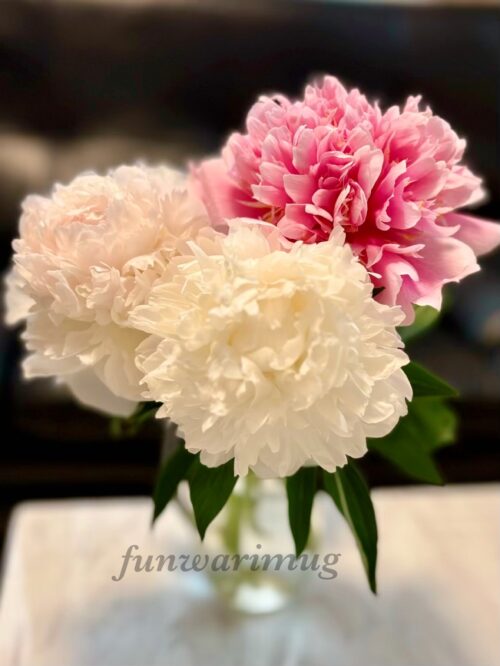 リビングの花、しゃくなげの写真
